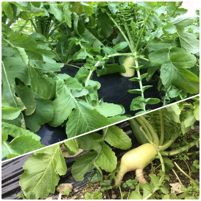 大根できました（現在）