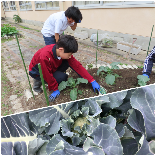 ブロッコリー（11月STP→現在）